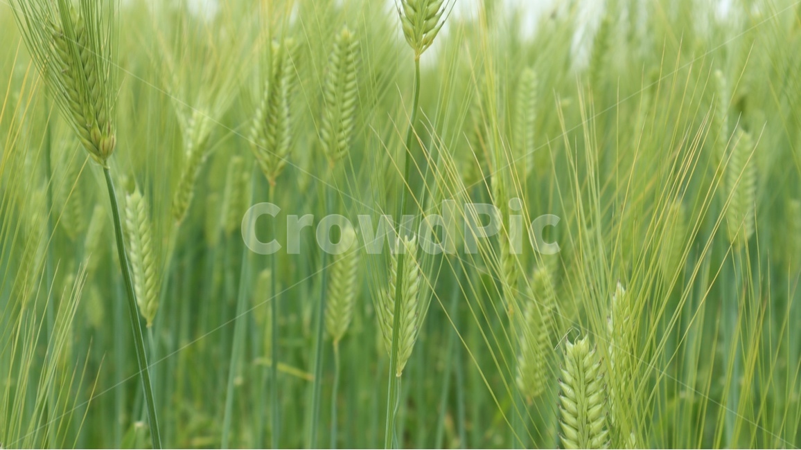 plant,식물,vegetation,초목,청보리,초록,봄,여름