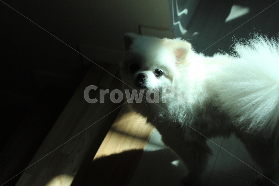 강아지,포메라니안,개,동물,빛,동물,animal,포유류,mammal,개,강아지,dog,doggy