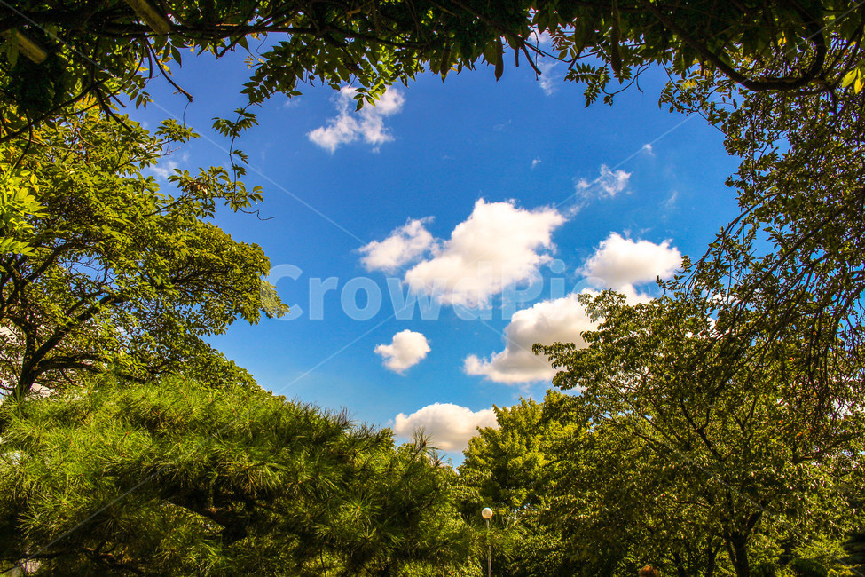 nature,하늘,숲,자연,구름,날씨,tree,sky,cloud,outdoors,맑음,평화,하트,가을,봄,계절,사계절