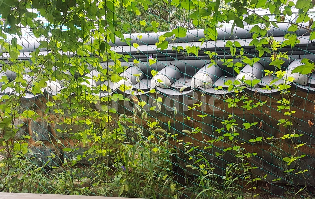 초록,새잎,시작,그물,초록의계단