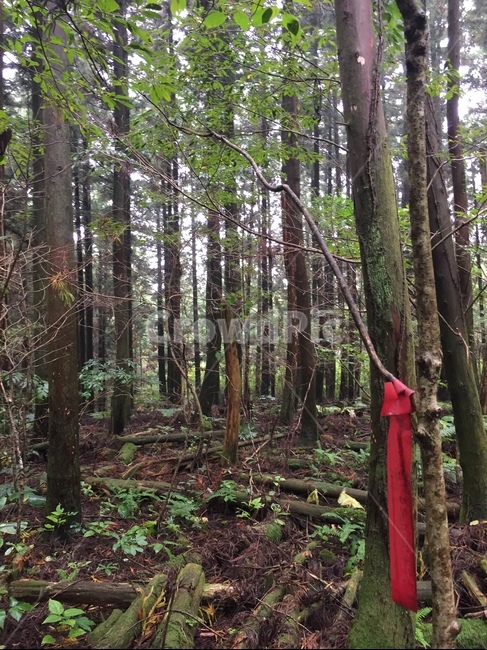 숲,나무,산,이정표,자연,자연,풍경,nature,landscape,vegetation,초목,plant,식물,tree,forest,woodland,삼림지,outdoors,옥외,land,땅,grove,작은 숲