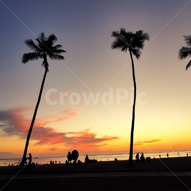 하와이,와이키키,비치,노을,선셋,바다,여름휴가,자연,풍경,nature,landscape,해변,바다,beach,sea,해외,외국,세계,foreign,oversea,world,세계자연풍경,해외자연풍경,외국자연풍경,world nature landscape,사람들,대중,군중,other people,crowd,실루엣,그림자,silhouette,shadow,여행,휴가,traveling,vacation,trip,tree,나무,palm tree,야자수,plant,식물