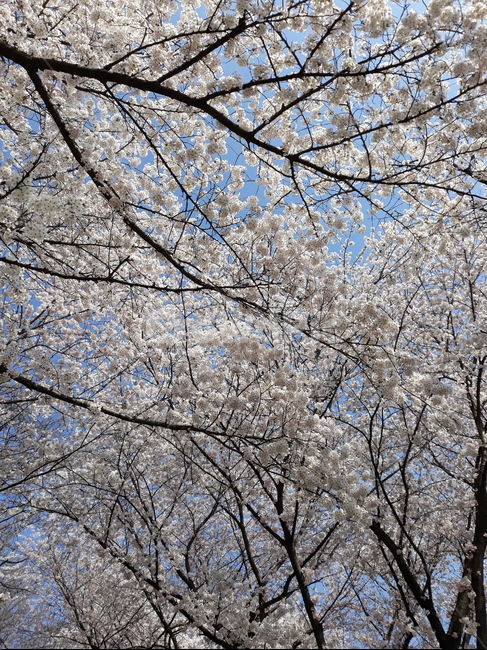 벚꽃가득,봄,봄향기,나들이,산책,봄,계절,spring,season,식물,자연,plants,nature,꽃,flower,plant,blossom