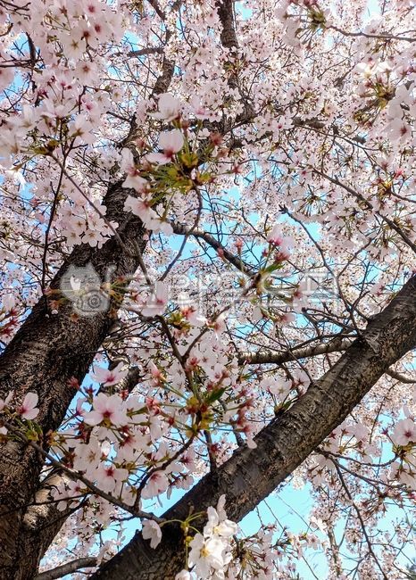 벚꽃,blossom,벚꽃나무,벚나무,cherryblossom