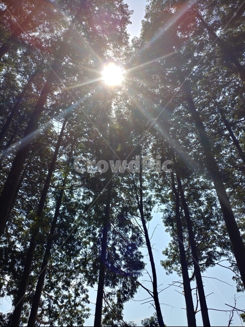 태양,나무,하늘,긴나무,풍경,자연,풍경,nature,landscape,light,빛,flare,플레어,sunlight,햇빛
