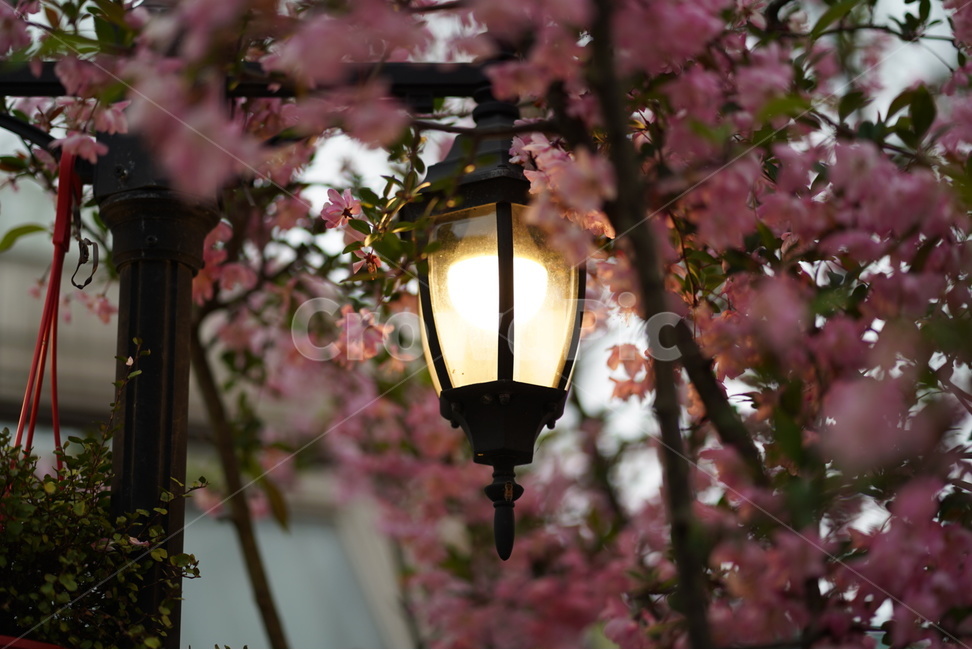 봄,꽃,감성,봄비,가로등,봄,계절,spring,season,식물,자연,plants,nature,꽃,flower,lamp,램프