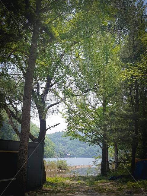 시골,강,숲,나무,산,자연,식물,강원도,mountain,forest,tree,nature,country,river
