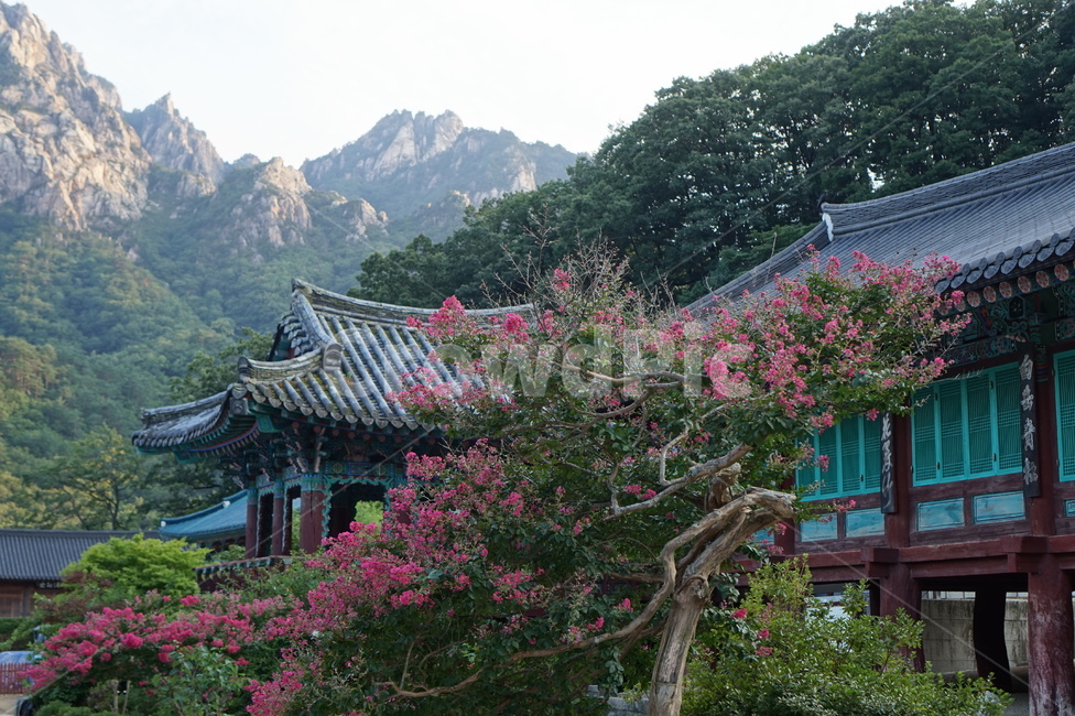 arbour,정자,garden,정원,사찰,절,한국,꽃