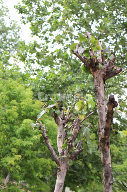 tree,나무,treetrunk,식물,나무줄기