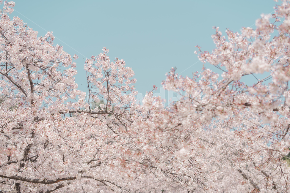 봄꽃,꽃,벚꽃,spring,자연,봄,계절,spring,season,식물,자연,plants,nature,꽃,flower,plant,blossom