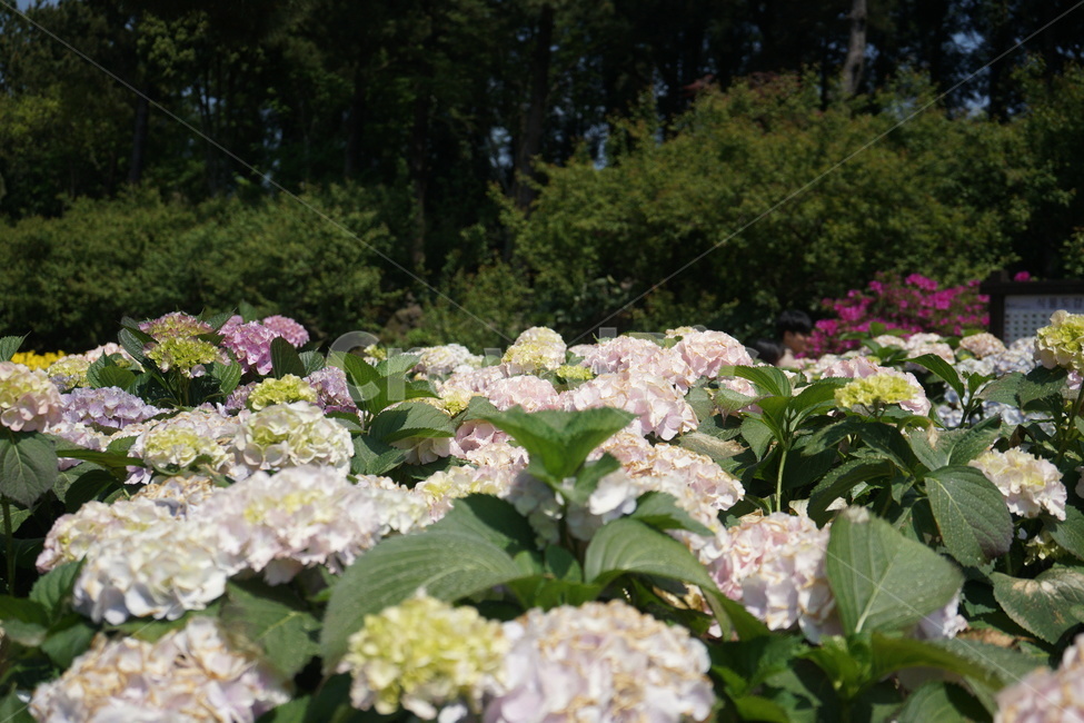 plant,식물,blossom,flower,꽃,수목원,수국