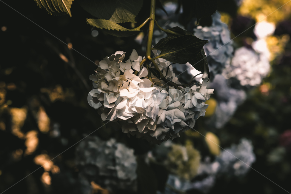 Taejongdae,hydrangea,loneliness,correction,Taejongdae Hydrangea Festival,flower