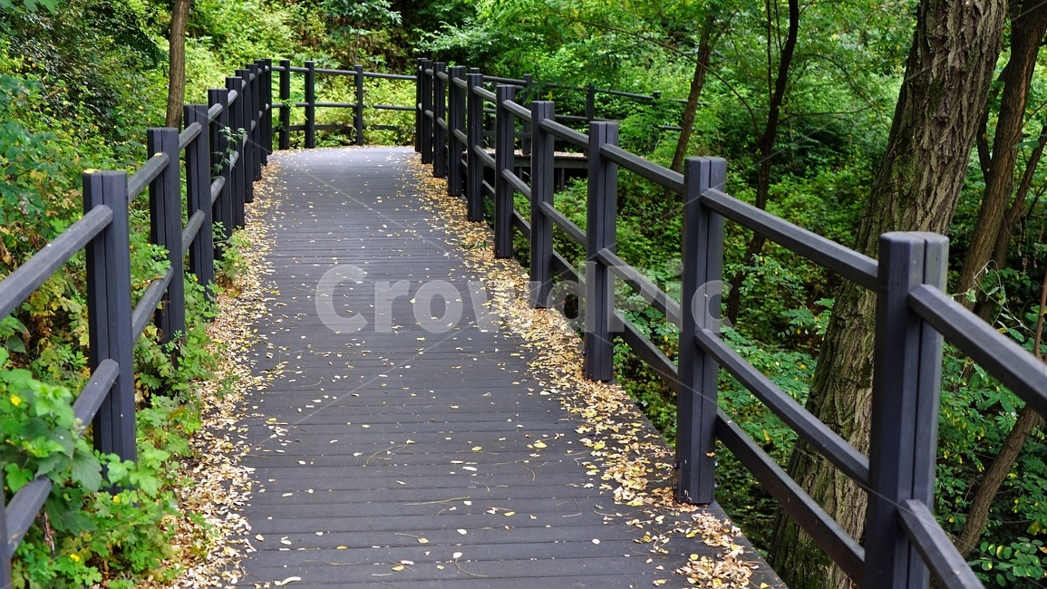 산책로,데크,펜스,숲,나무,자연,신록,낙엽,나뭇잎,산책,힐링