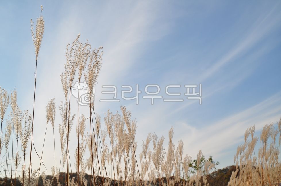 plant, 식물, 갈대, 하늘, 구름, 사진,이미지,일러스트,캘리그라피 - 까만유리작가