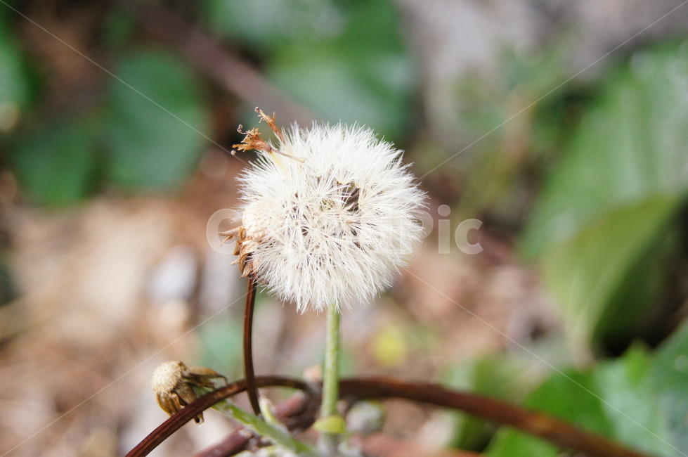 민들레,민들레홀씨,자연,빛,봄,감성,해,햇빛,여유,식물,자연,plants,nature,꽃,flower