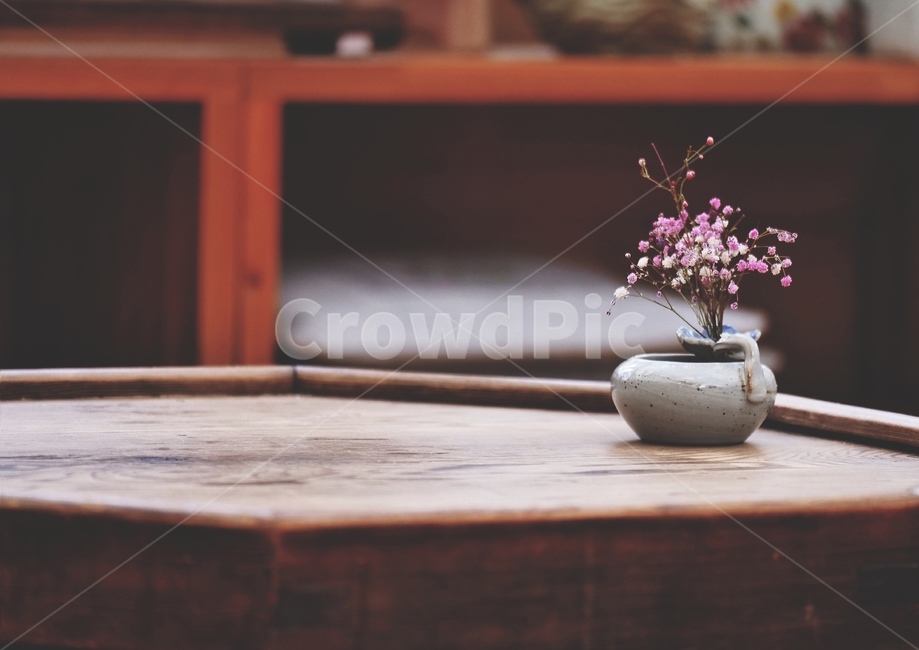 꽃,분재,화분,봄,외로움,꽃,flower,실내용화초,화분,화초,house plant,감성,sensible,feeling