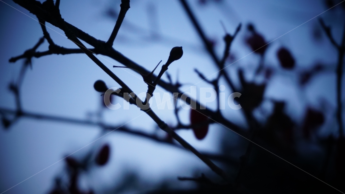 나무,실루엣,푸른,겨울,가지,나뭇가지,자연,계절,식물,tree,Silhouette,blue,winter,twig,nature,차가움,cold,겨울,계절,winter,season,식물,자연,plants,nature