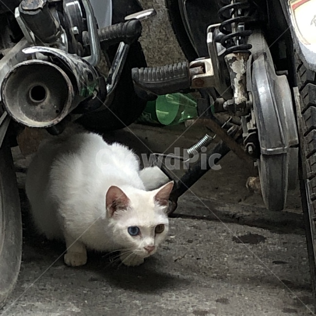 고양이,오드아이,소심,동물,오토바이,동물,animal,포유류,mammal,고양이,cat,kitten,kitty