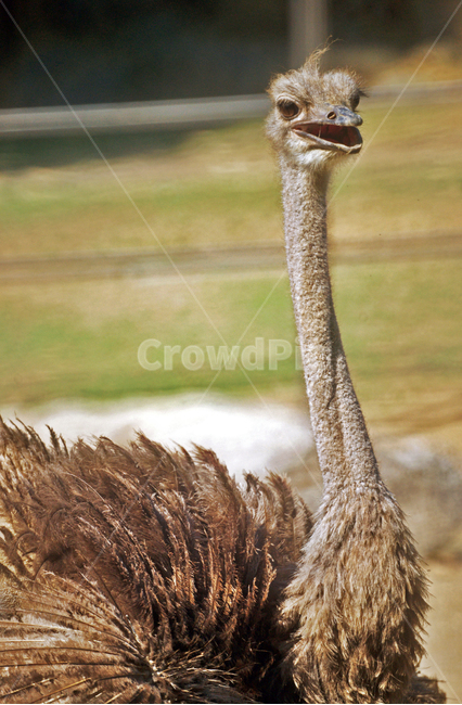 타조,척추동물,동물,ostrich,새,아프리카,아바나,동물,animal