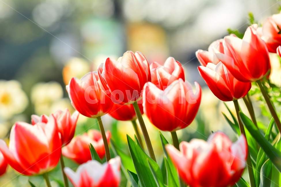 튤립,튜립,봄꽃,구근식물,빨강색,공원,봄날,화사한,아름다운,레드,빨강,red,flowers,plant,spring,알뿌리,beautiful,보케,배경흐림,빛망울,접사,마크로,클로즈업,sns,홍보,광고,편집,바탕화면,배경,흰색,화이트,분위기,느낌,필링,feeling,감성,emotion,색상,화려한,햇살,봄,계절,spring,season,식물,자연,plants,nature,꽃,flower,blossom,tulip