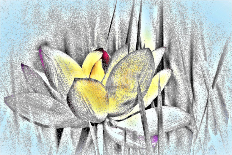 연꽃,꽃,식물,flower,벌,식물,자연,plants,nature,꽃,flower
