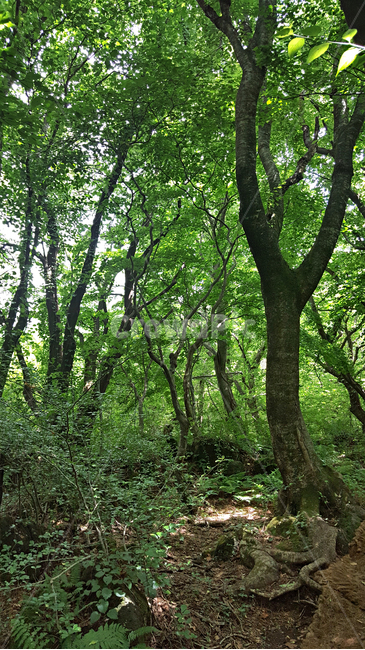 숲,나무,나뭇잎,식물,plant,tree,vegetation,초목,treetrunk,나무줄기,outdoors,옥외,woodland,삼림지,land,nature,자연,forest