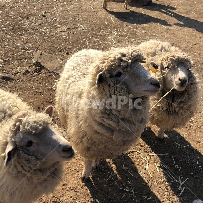 동물,양,sheep,animal,포유류