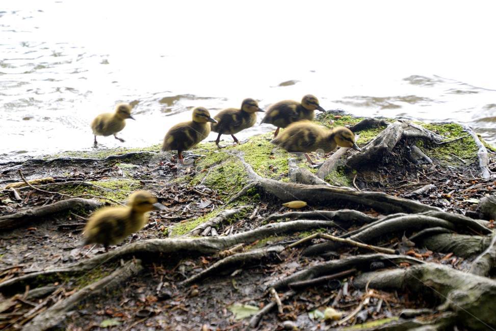 오리새끼들,호수,ducklings,duck,together,함께,동물,animal,조류,새,birds