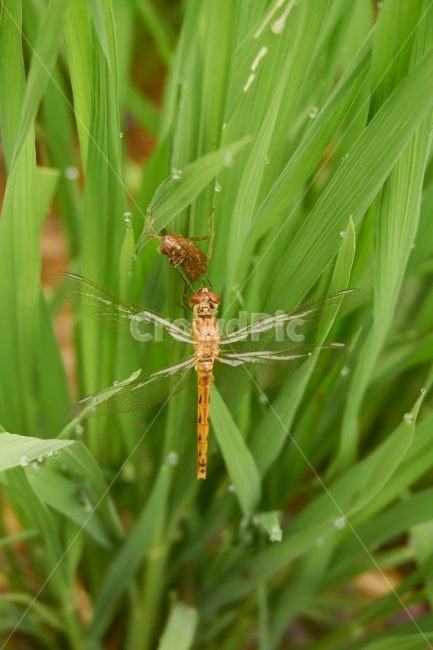 잠자리,자연,논,이슬,풀,곤충,벌래,날개,dragonfly,insect,bug,새벽,물,비,젖은,dew,맻히다,물방울,푸른,깨끗한,상쾌한,여름,봄,숲,땅,동물,animal,곤충,벌레,insect,bug