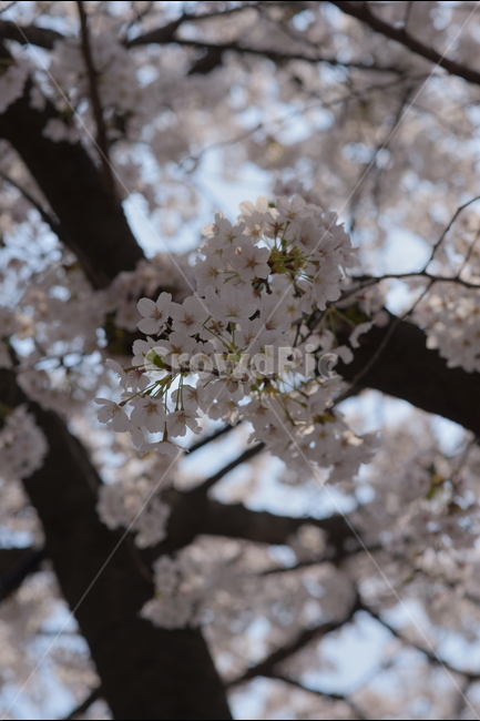 벚꽃,꽃,자연,식물,봄,봄,계절,spring,season,식물,자연,plants,nature,꽃,flower,plant,blossom