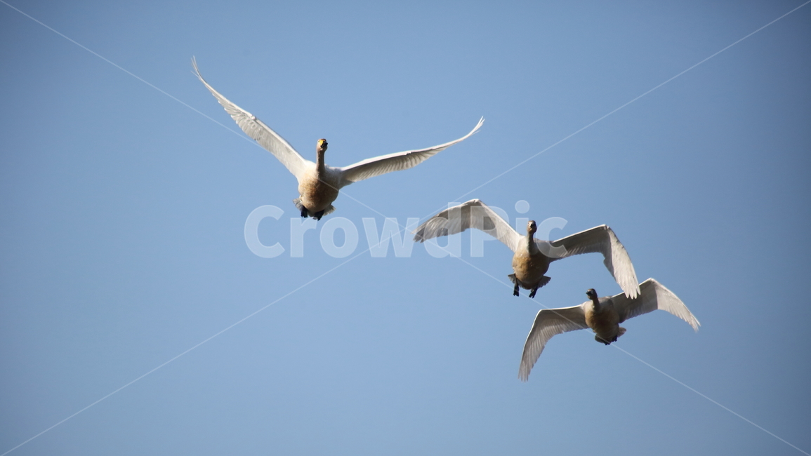 flying,animal,bird,새,고니,철새,백조,swan,큰고니,동물,animal,조류,새,birds
