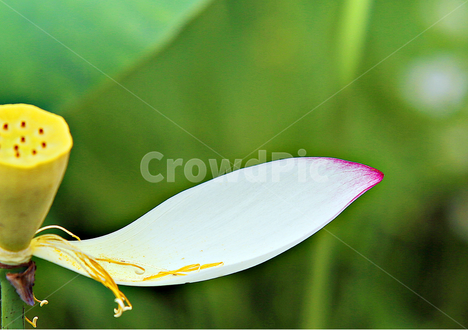 연잎,연꽃,식물,자연,연밥,식물,자연,plants,nature,꽃,flower
