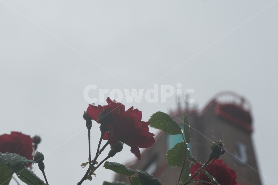 장미,비,빌딩,도시,하늘,회색,rose,보슬비,우울,신촌,rain,꽃,식물