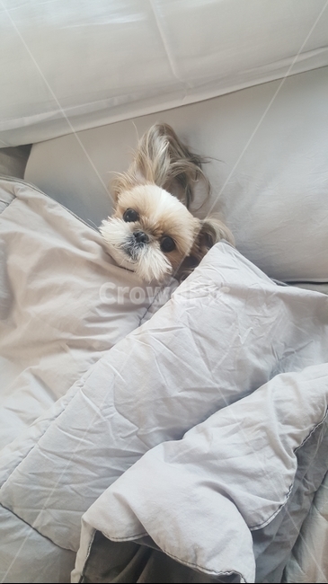 개,침대에서,이불안,물끄럼,낮잠