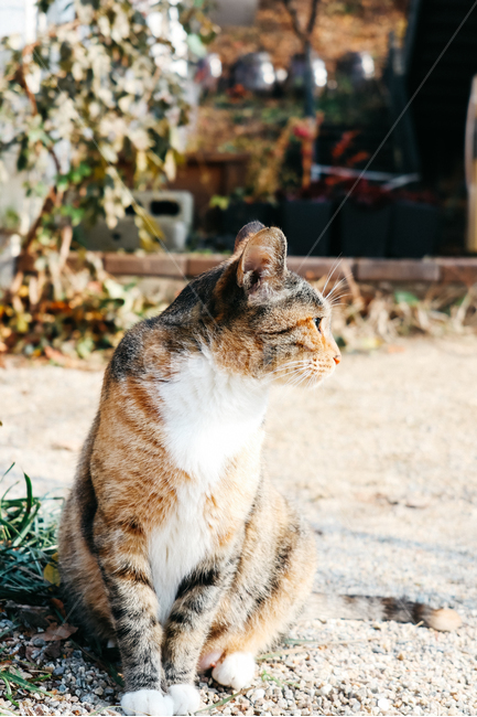 고양이,길고양이,길냥이,cat,냥이,동물,냥냥펀치,동물,animal,포유류,mammal,고양이,cat,kitten,kitty