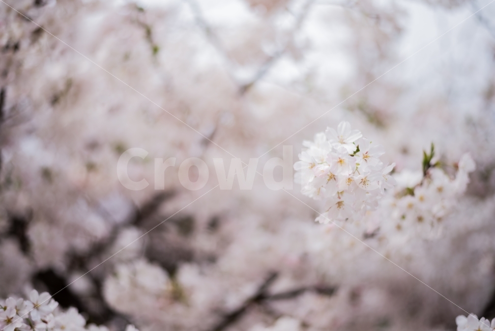 spring flowers,Cherry Blossom,sight,go out,picnic,Emotion,travel