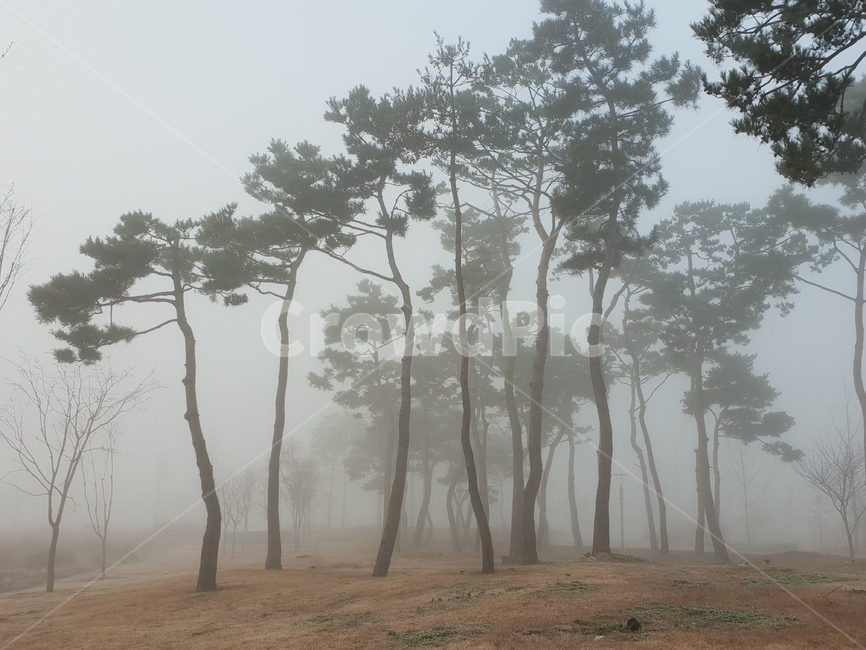 풍경,소나무숲,안개,겨울,나무,nature,자연,weather,날씨,outdoors,옥외