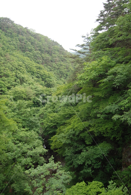 산,mountain,tree,nature,trail,등산로,자연,풍경,nature,landscape,나무,plant,식물