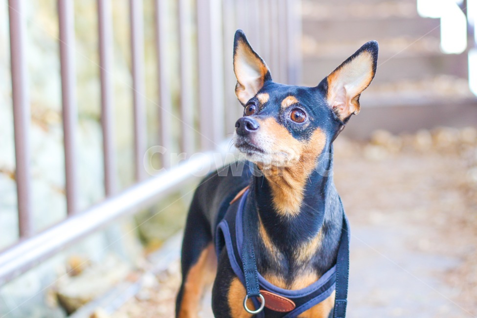 미니핀,개,강아지,개산책,검은개,미니어쳐핀셔,동물,animal,포유류,mammal,개,강아지,dog,doggy