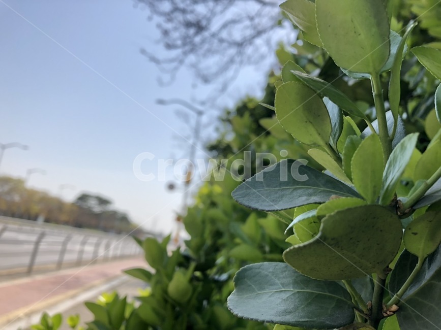 road,leaf,잎사귀,구름,하늘,초록색,도로,길