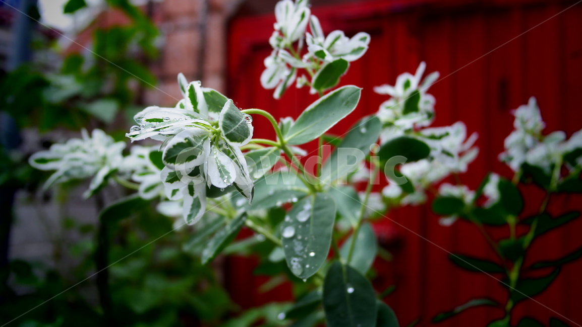설악초,빨간대문,물방울,백색,euphorbiamarginatapursh,흐림,식물,자연,plants,nature