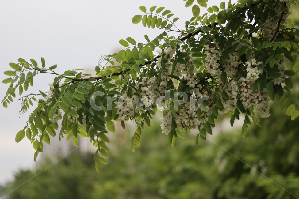 아카시아꽃,흰색,봄,흐림,향기,식물,자연,plants,nature,꽃,flower
