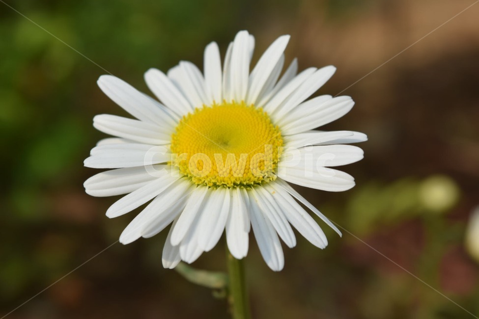 야생화,데이지,blossom,plant,flower,식물,꽃,daisy