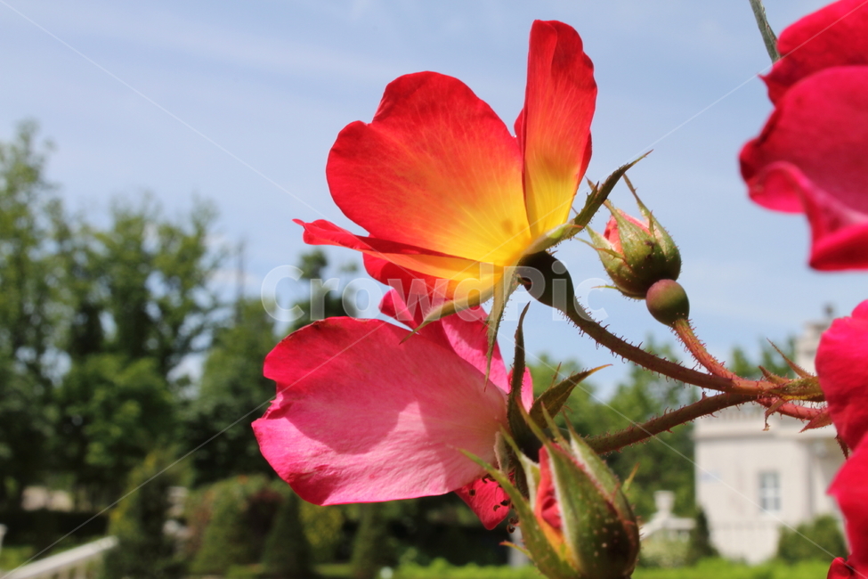 장미,장미꽃,꽃,식물,rose,식물,자연,plants,nature,꽃,flower