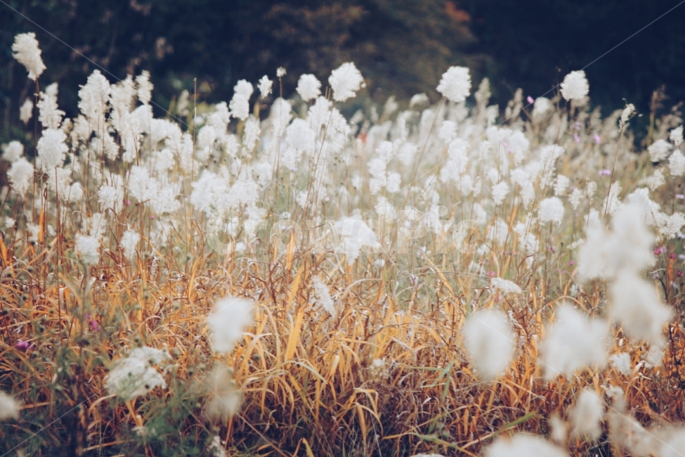 가을,감성사진,갈대,감성,계절,식물,자연,풍경,자연풍경,가을,계절,fall,autumn,season,식물,자연,plants,nature,감성,sensible,feeling