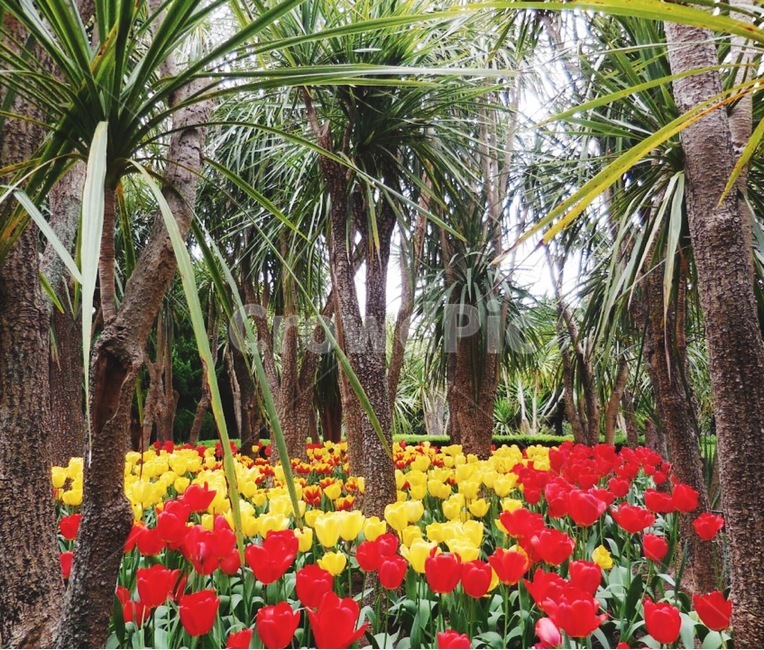 식물,튤립,야자나무,정원,봄,노란색,빨간색,초록,tulips,palmtree,plants,garden,spring,springtime,yellow,red,green,nature,beautyinnature,vivid,colorful,봄,계절,spring,season,식물,자연,plants,nature,꽃,flower,plant