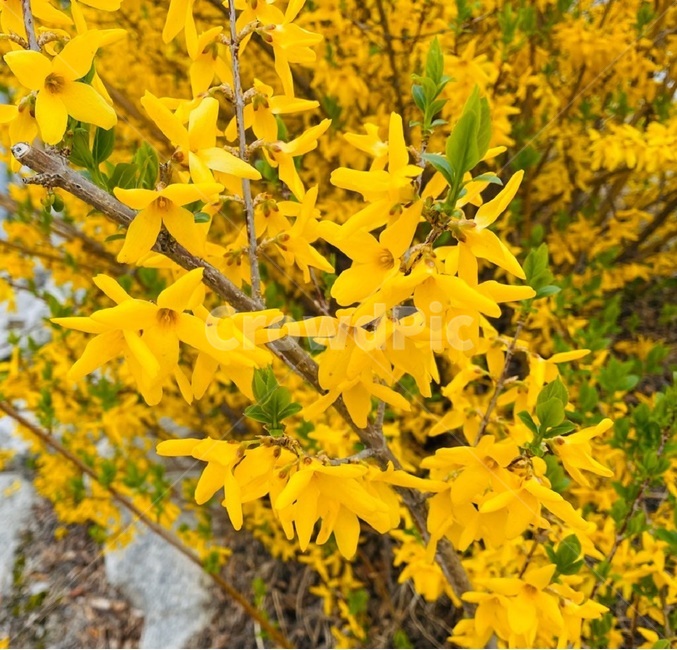 개나리,봄,노란꽃,봄꽃,spring,flower,식물