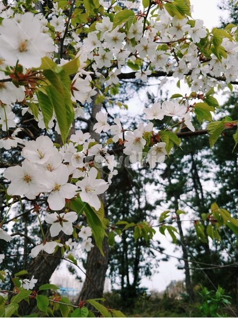 꽃,등교,봄,등교길,감성,flower,spring,nature,color,색,색감,필터,filter,색상
