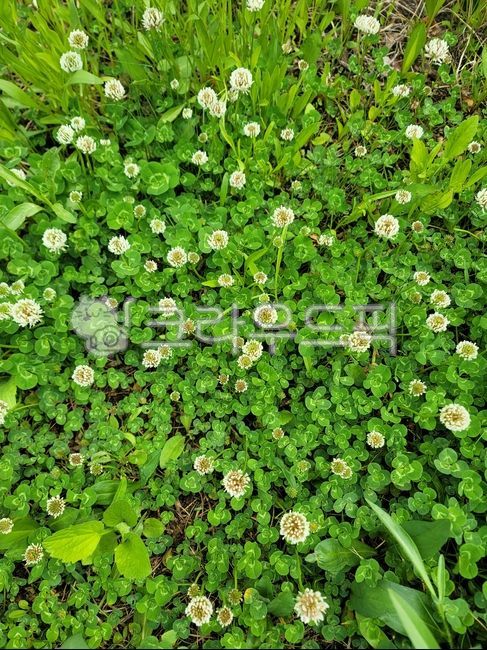 토끼풀,토끼풀꽃,clover,클로버,초록색,green,녹색,잎,leaf,봄,flower,꽃,식물,plant,whiteclover