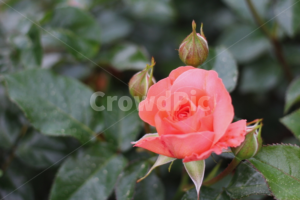 장미,rose,flower,꽃,플라워,식물,축제,향기,꽃향기,봄,계절,spring,season,식물,자연,plants,nature,꽃,flower,plant,blossom